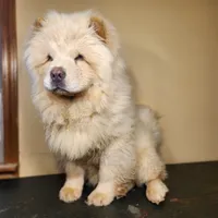 Tundra AKC Champion Lines, a male Chow Chow for sale in Potosi, MO – 3 of 5