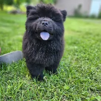Mocha, a male Chow Chow for sale in Potosi, MO – 3 of 8
