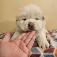 Latte, a male Chow Chow for sale in Potosi, MO – 2 of 5