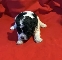 CKC Lady, a female Poodle - Toy  for sale in Old Mines, MO – Photo 6 of 9