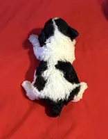 CKC Lady, a female Poodle - Toy  for sale in Old Mines, MO – Photo 9 of 9