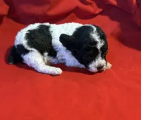 CKC Lady, a female Poodle - Toy  for sale in Old Mines, MO – Photo 7 of 9