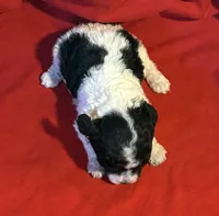 CKC Lady, a female Poodle - Toy  for sale in Old Mines, MO – Photo 2 of 9