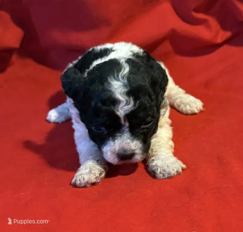 CKC Lady, a female Poodle - Toy  for sale in Old Mines, MO – Photo 1 of 9