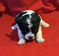 CKC Lady, a female Poodle - Toy  for sale in Old Mines, MO – Photo 1 of 9