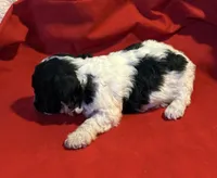 CKC Lady, a female Poodle - Toy  for sale in Old Mines, MO – Photo 5 of 9