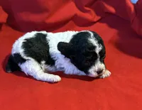 CKC Lady, a female Poodle - Toy  for sale in Old Mines, MO – Photo 8 of 9