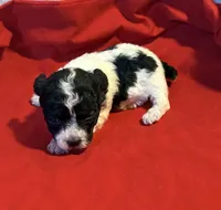 CKC Lady, a female Poodle - Toy  for sale in Old Mines, MO – Photo 3 of 9