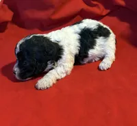 CKC Lady, a female Poodle - Toy  for sale in Old Mines, MO – Photo 4 of 9