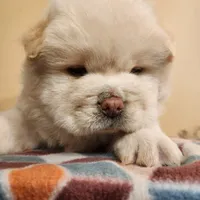 Latte, a male Chow Chow for sale in Potosi, MO – 3 of 5