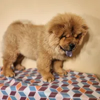 Bowie AKC Champion lines, a male Chow Chow for sale in Potosi, MO – 3 of 7