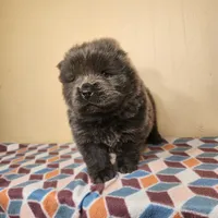 Skyla , a female Chow Chow for sale in Old Mines, MO – Photo 5 of 7