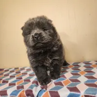 Skyla , a female Chow Chow for sale in Old Mines, MO – Photo 4 of 7