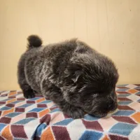 Skyla , a female Chow Chow for sale in Old Mines, MO – Photo 2 of 7