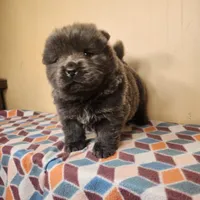 Skyla , a female Chow Chow for sale in Old Mines, MO – Photo 3 of 7