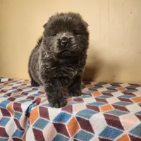 Skyla , a female Chow Chow for sale in Old Mines, MO – Photo 6 of 7