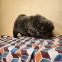 Skyla , a female Chow Chow for sale in Old Mines, MO – Photo 7 of 7