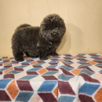 Sadie , a female Chow Chow for sale in Old Mines, MO – Photo 8 of 8