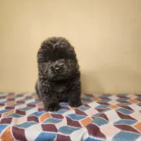 Sadie , a female Chow Chow for sale in Old Mines, MO – Photo 2 of 8