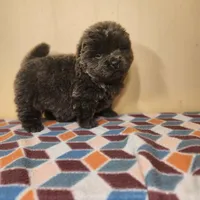 Sadie , a female Chow Chow for sale in Old Mines, MO – Photo 1 of 8