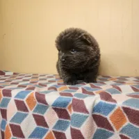 Sadie , a female Chow Chow for sale in Old Mines, MO – Photo 3 of 8