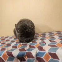 Sadie , a female Chow Chow for sale in Old Mines, MO – Photo 5 of 8