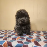 Sadie , a female Chow Chow for sale in Old Mines, MO – Photo 7 of 8