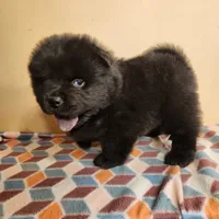 Mocha, a male Chow Chow for sale in Potosi, MO – 2 of 5