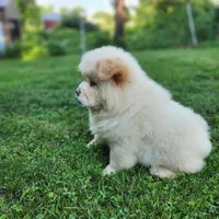 Latte, a male Chow Chow for sale in Potosi, MO – 6 of 7