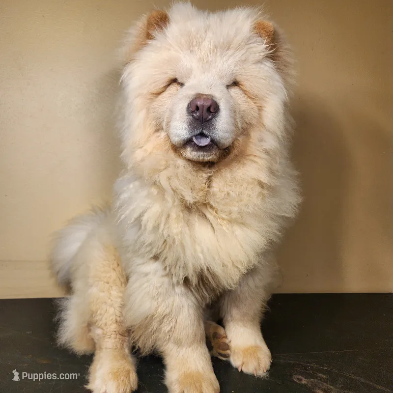 Tundra AKC Champion Lines – Chow Chow puppy for sale in Potosi, MO
