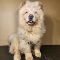 Tundra AKC Champion Lines, a male Chow Chow for sale in Potosi, MO – 1 of 5