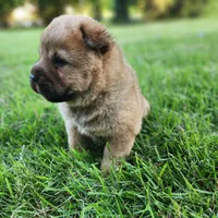 Ruby Smooth Coated AKC, a female Chow Chow for sale in Potosi, MO – 4 of 5