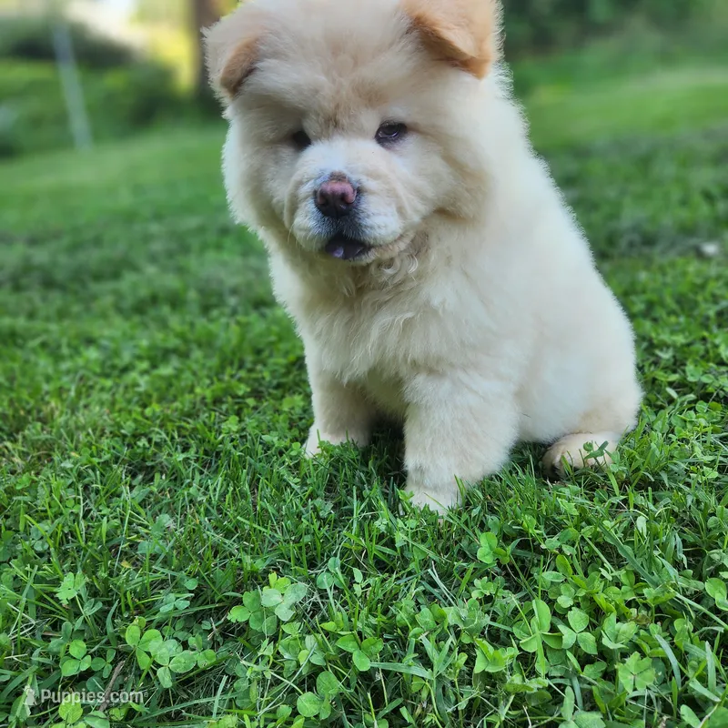 Latte – Chow Chow puppy for sale in Potosi, MO