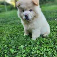 Latte, a male Chow Chow for sale in Potosi, MO – 1 of 7