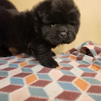 Toffee, a male Chow Chow for sale in Potosi, MO – 5 of 5