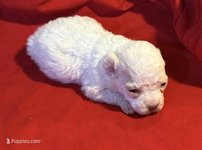 CKC Luke – Poodle - Toy  puppy for sale in Old Mines, MO