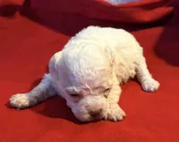 CKC Luke, a male Poodle - Toy  for sale in Old Mines, MO – Photo 2 of 10