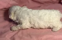 CKC Luke, a male Poodle - Toy  for sale in Potosi, MO – Photo 6 of 6