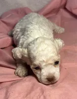 CKC Luke, a male Poodle - Toy  for sale in Potosi, MO – Photo 5 of 6