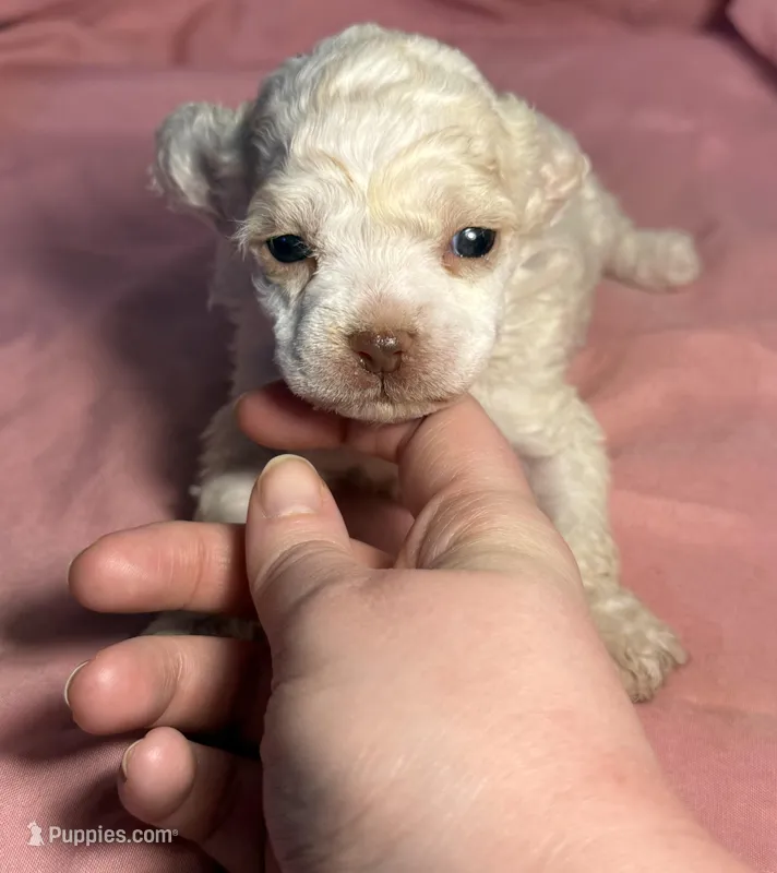 CKC Luke – Poodle - Toy  puppy for sale in Potosi, MO