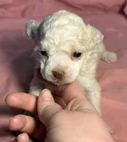 CKC Luke, a male Poodle - Toy  for sale in Potosi, MO – Photo 4 of 6