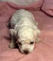 CKC Luke, a male Poodle - Toy  for sale in Potosi, MO – Photo 3 of 6