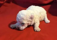 CKC Luke, a male Poodle - Toy  for sale in Old Mines, MO – Photo 4 of 10