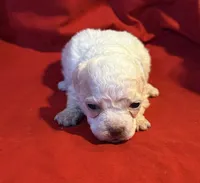 CKC Luke, a male Poodle - Toy  for sale in Old Mines, MO – Photo 5 of 10