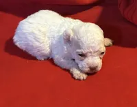 CKC Luke, a male Poodle - Toy  for sale in Old Mines, MO – Photo 3 of 10