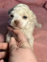 CKC Luke, a male Poodle - Toy  for sale in Potosi, MO – Photo 2 of 6