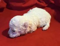 CKC Luke, a male Poodle - Toy  for sale in Old Mines, MO – Photo 10 of 10