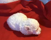 CKC Luke, a male Poodle - Toy  for sale in Old Mines, MO – Photo 8 of 10