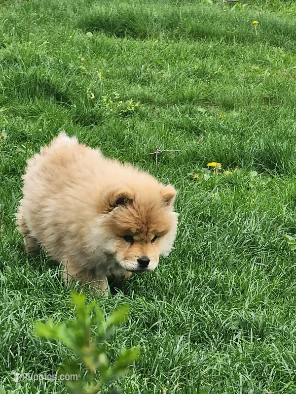 King – Chow Chow puppy for sale in Potosi, MO