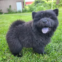 Mocha, a male Chow Chow for sale in Potosi, MO – 7 of 8